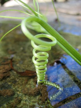 Left-handed helix, made by a climber plant